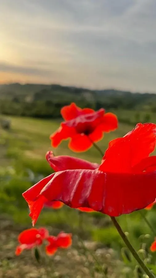 Agriturismo La Corte Del Sole Siena Alloggio per agriturismo